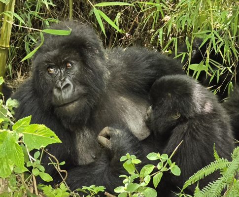 Gorilla Trekking in Rwanda