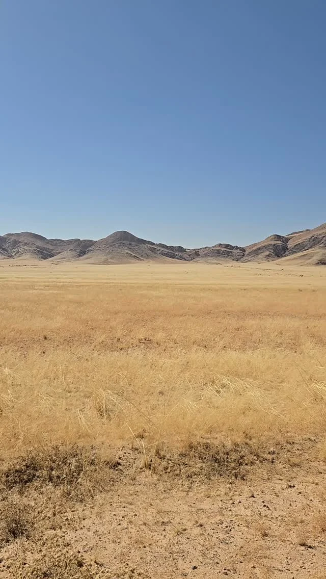 We're just driving down the road in Namibia and...GIRAFFE!
.
.
.
#giraffe #namibia #namibdesert #safari