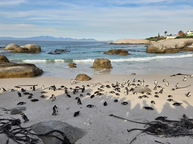 Penguins! We went to Boulders Beach near Cape Town and hung out with hundreds of African penguins. It was absolutely worth the trip! 
.
.
.
#bouldersbeach #penguin #penguinbeach #africanpenguin #capepenguin #jackasspenguin #theybraylikedonkeys #endangeredspecies #protectwildlife #southafrica #capetown #simonstown #whitesand