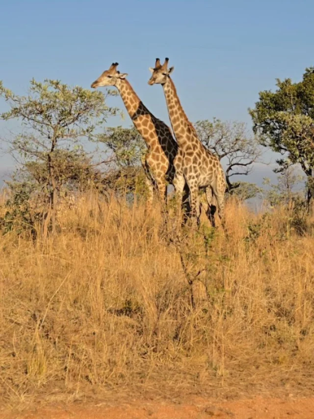 We got to spend a few days in Kruger National Park, South Africa. Some of the highlights were:
1. Giraffes neck-fighting for a lady
2-3. White rhinos (the park removes their horns to protect them from poachers)
4. Leopard
5. Hyena with her cub
6. Lion
7. Vultures in the trees waiting for the lion's scraps
8. Being surrounded by a herd of buffalo
9. Zebras
10. Elephants crossing the road 🩶
11. Sunrise in the park

#krugernationalpark #kruger #southafrica #safari #wildlife #giraffe #rhino #leopard #hyena #lion #vultures #buffalo #zebra #elephant #sunrise