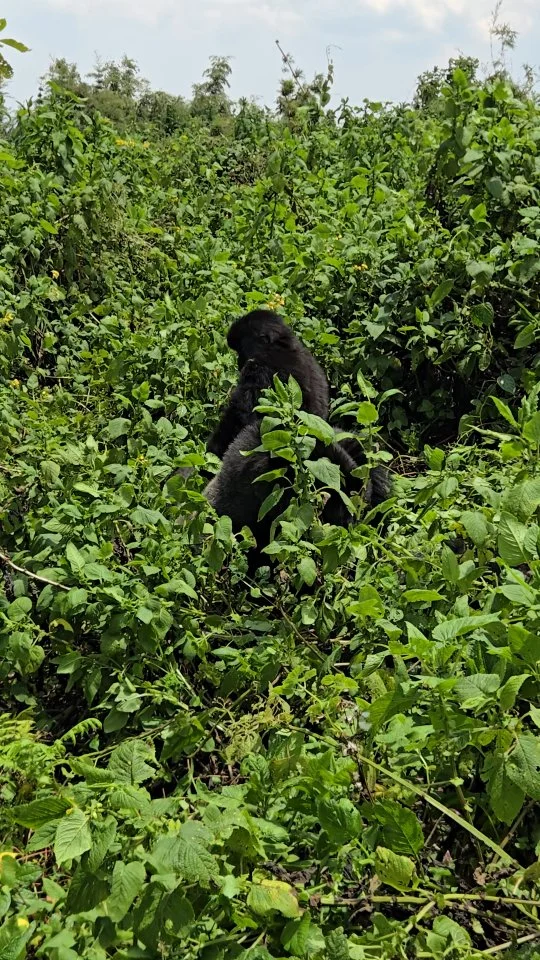 Here's a silverback gorilla rolling down the hill with one of his babies. Our guide said this silverback is one of the few that humans can hold eye contact with because he's a chill dude.
.
.
.
#silverback #silverbackgorilla #babygorilla #gorilla #gorillatalk #gorillatrekking #mountaingorilla #playful #playfulgorilla #gentlegiant #rwanda #endangeredspecies #endangeredmountaingorilla