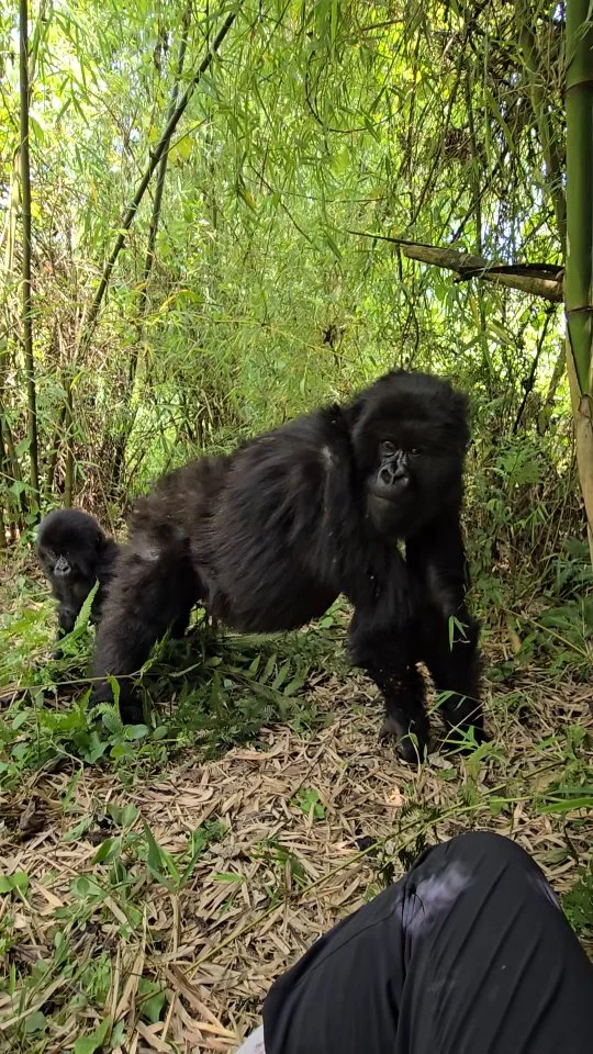 I'm still awestruck from my gorilla trek in Rwanda this morning, but this is one of my favorite videos from the experience. Don't mind the vocalizations; we're saying "I want to be friends" in Gorilla. And yes, this is closer than you're supposed to get, but you also shouldn't make sudden movements. Our expert guide eased us away when the baby kept coming closer. It was a once-in-a-lifetime experience, absolutely. And I'm sure I'll post many more photos and videos soon.
.
.
.
#gorilla #mountaingorilla #endangeredmountaingorilla #gorillatrekking #virunga #volcanoesnationalpark #rwanda #babygorilla #toocloseforcomfort #gorillatalk #wildlife #endangeredspecies #epicexperience #bucketlisttravel #bucketlist